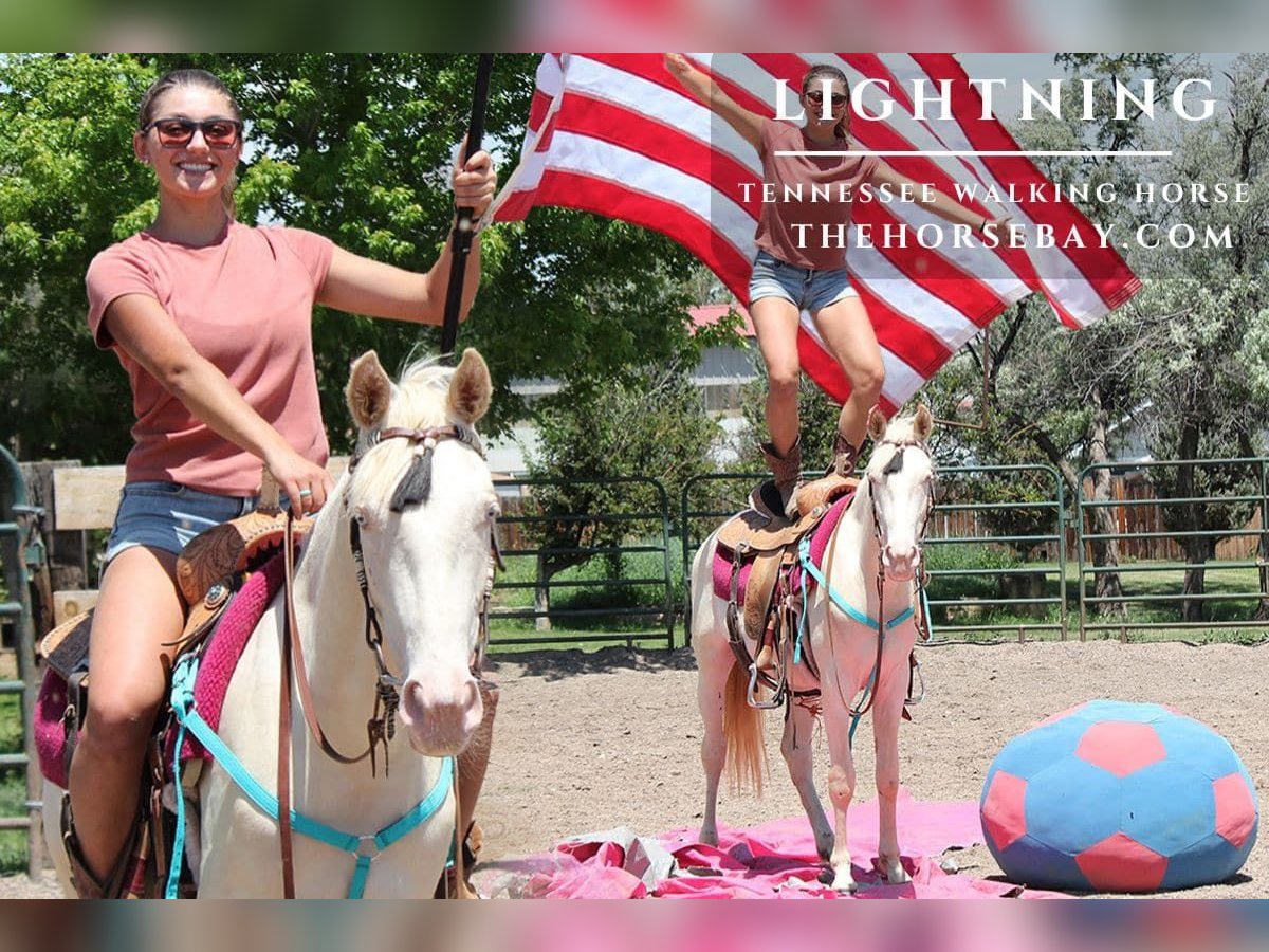 Tennessee walking horse Gelding 2 years 14,2 hh Cremello in Fort Collins, CO