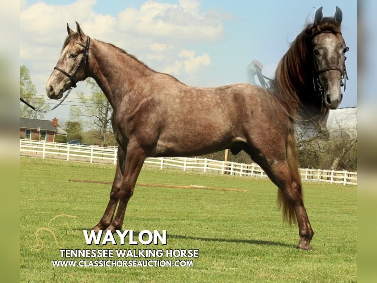 Tennessee walking horse Gelding 2 years 14 hh Grey in Lewisburg, TN