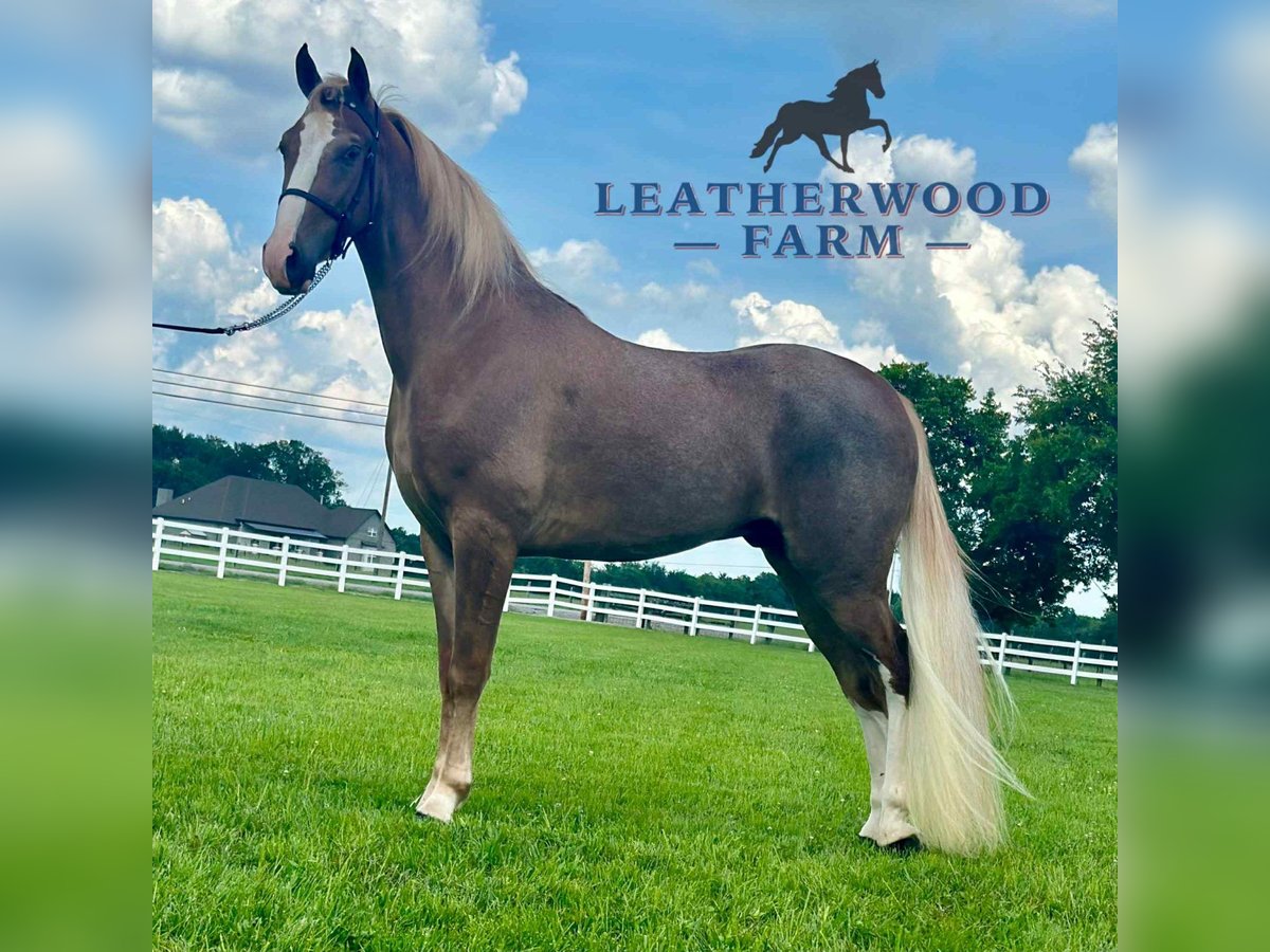 Tennessee walking horse Gelding 2 years 14 hh Sorrel in Lewisburg