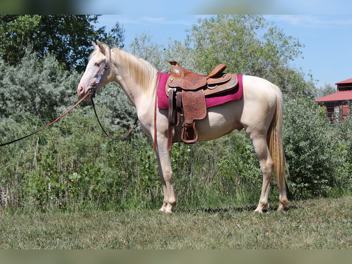 Tennessee walking horse Gelding 2 years 14,2 hh Cremello in Fort Collins