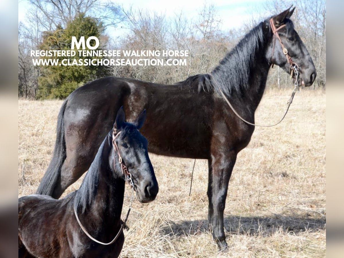 Tennessee walking horse Gelding 3 years 15 hh Black in Park Hills, MO