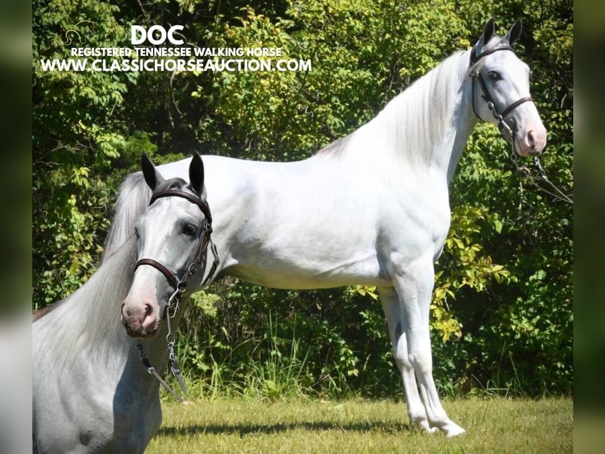 Tennessee walking horse Gelding 3 years 15 hh Grey in Hustonville, KY