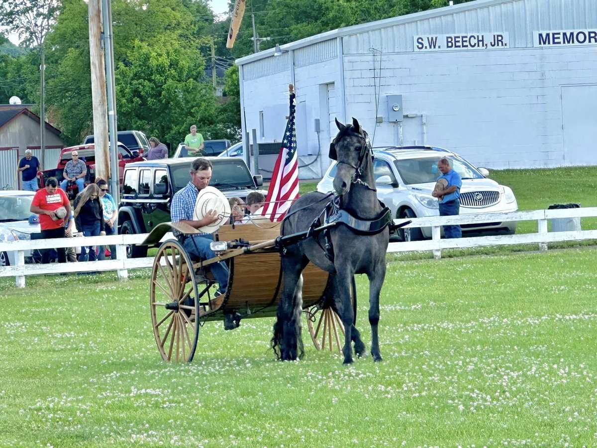 Tennessee walking horse Gelding 3 years 15 hh Roan-Blue in Lewisburg, TN