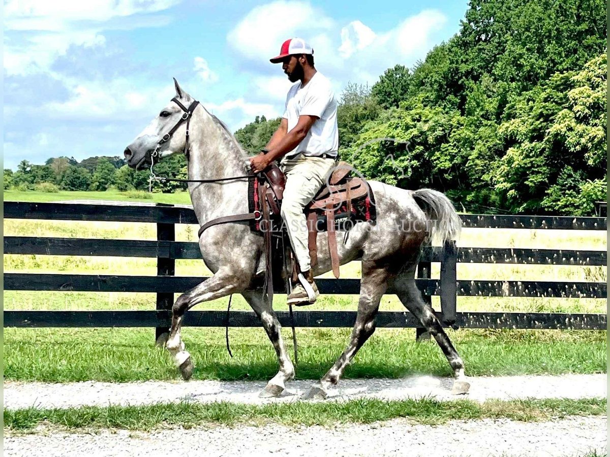 Tennessee walking horse Gelding 4 years 14 hh Gray in Tompkinsville, KY