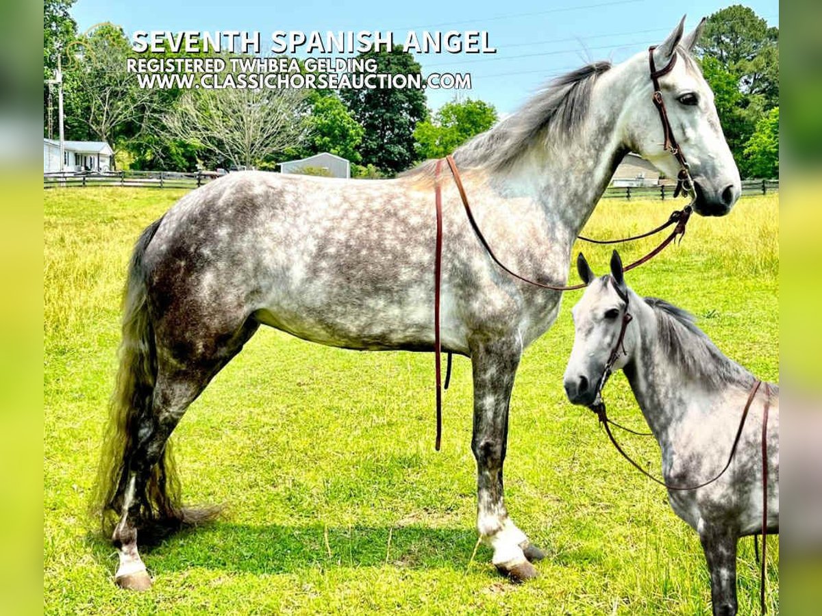 Tennessee walking horse Gelding 4 years 14 hh Grey in Tompkinsville, KY
