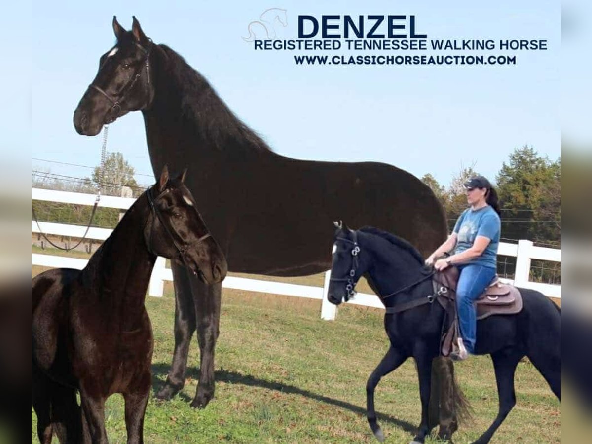 Tennessee walking horse Gelding 4 years 15 hh Black in Lewisburg, TN