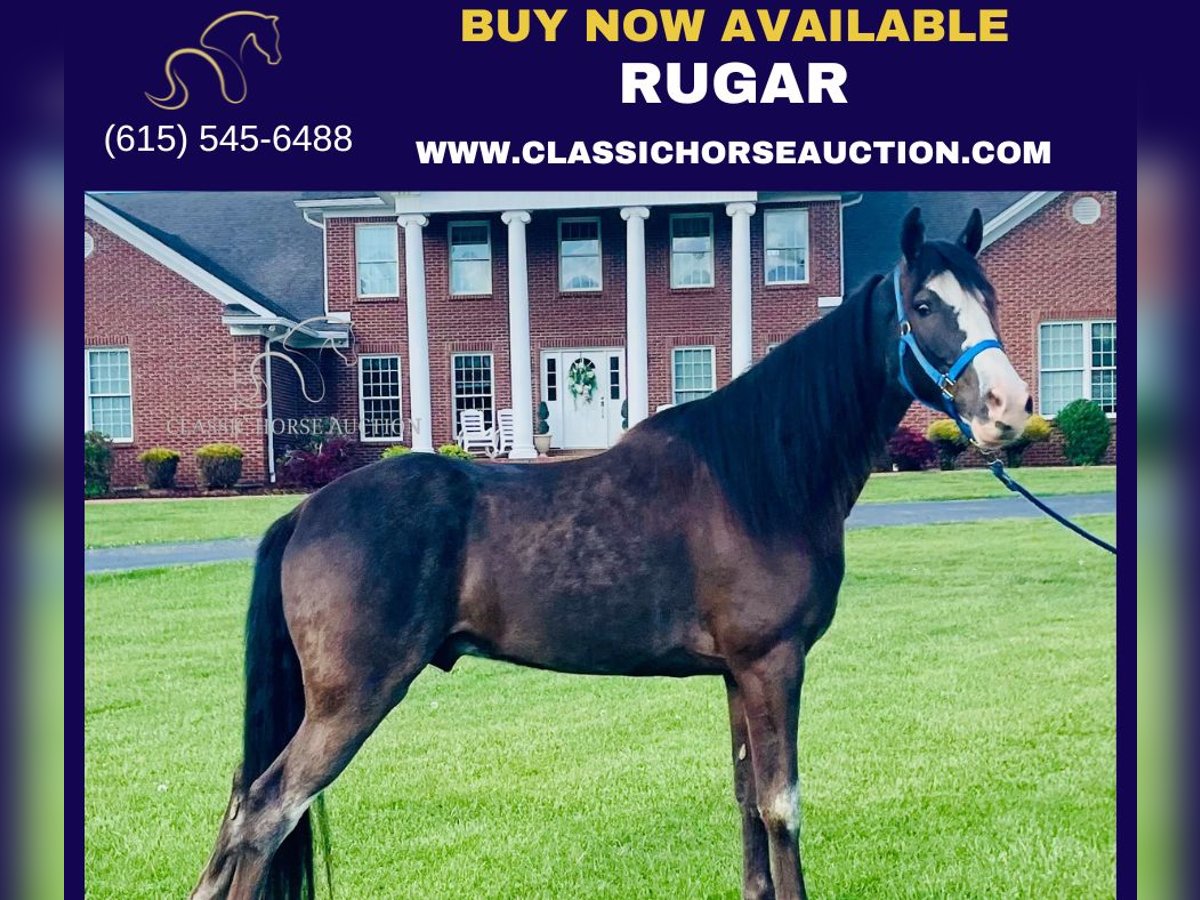 Tennessee walking horse Gelding 5 years 15 hh Black in Tyner, KY