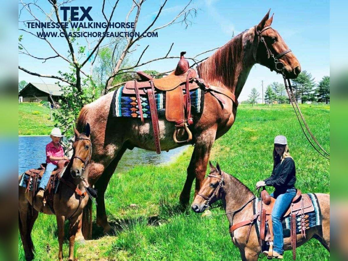 Tennessee walking horse Gelding 5 years 15 hh in Breeding, KY