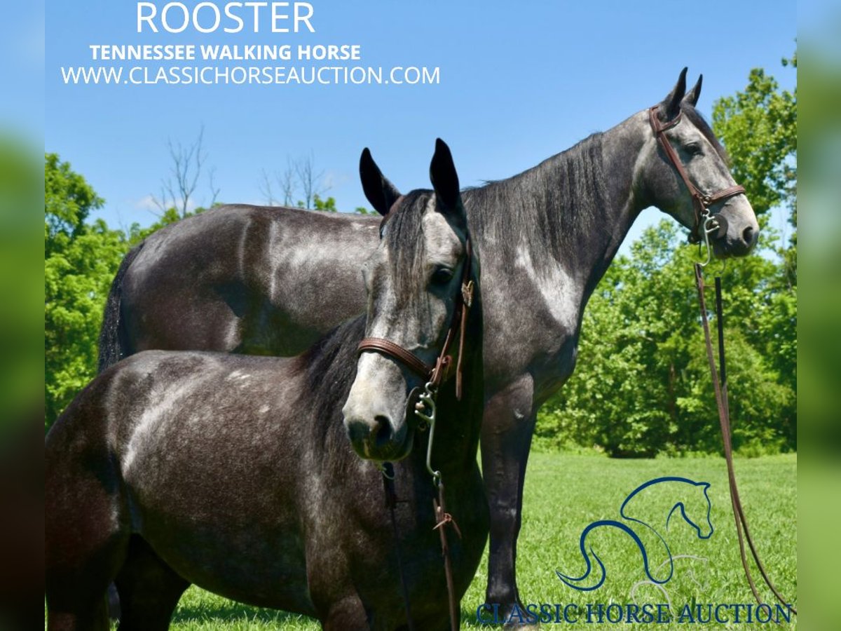 Tennessee walking horse Gelding 5 years 15 hh Gray in Salt Lick, KY