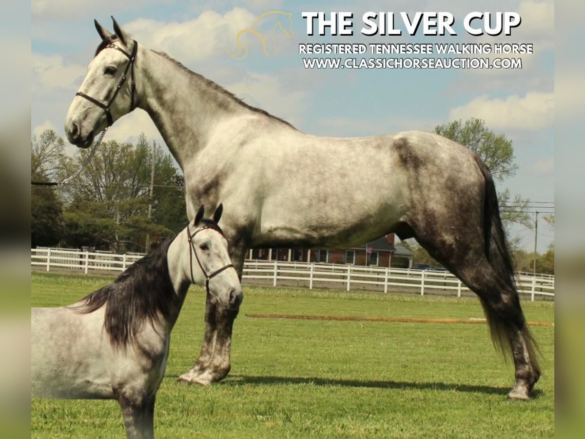 Tennessee walking horse Gelding 5 years 15 hh Grey in Lewisburg, TN