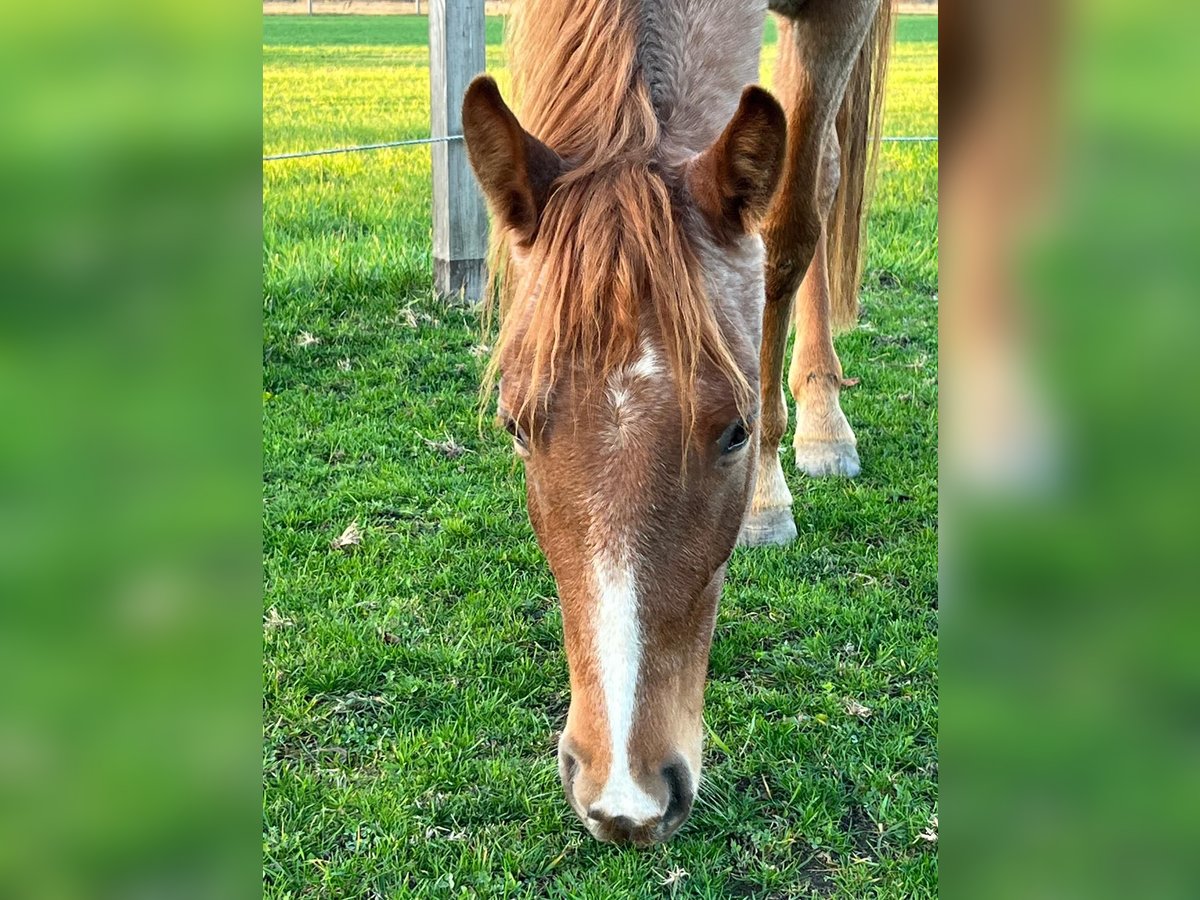 Tennessee walking horse Gelding 5 years 15 hh Roan-Red in Warszawa