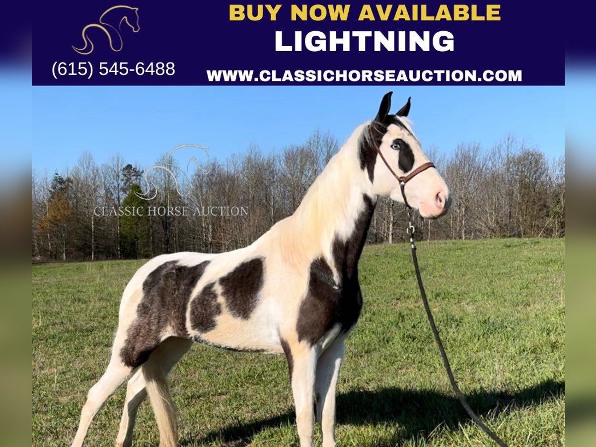 Tennessee walking horse Gelding 5 years 15 hh Tobiano-all-colors in Gruetli Laager, TN