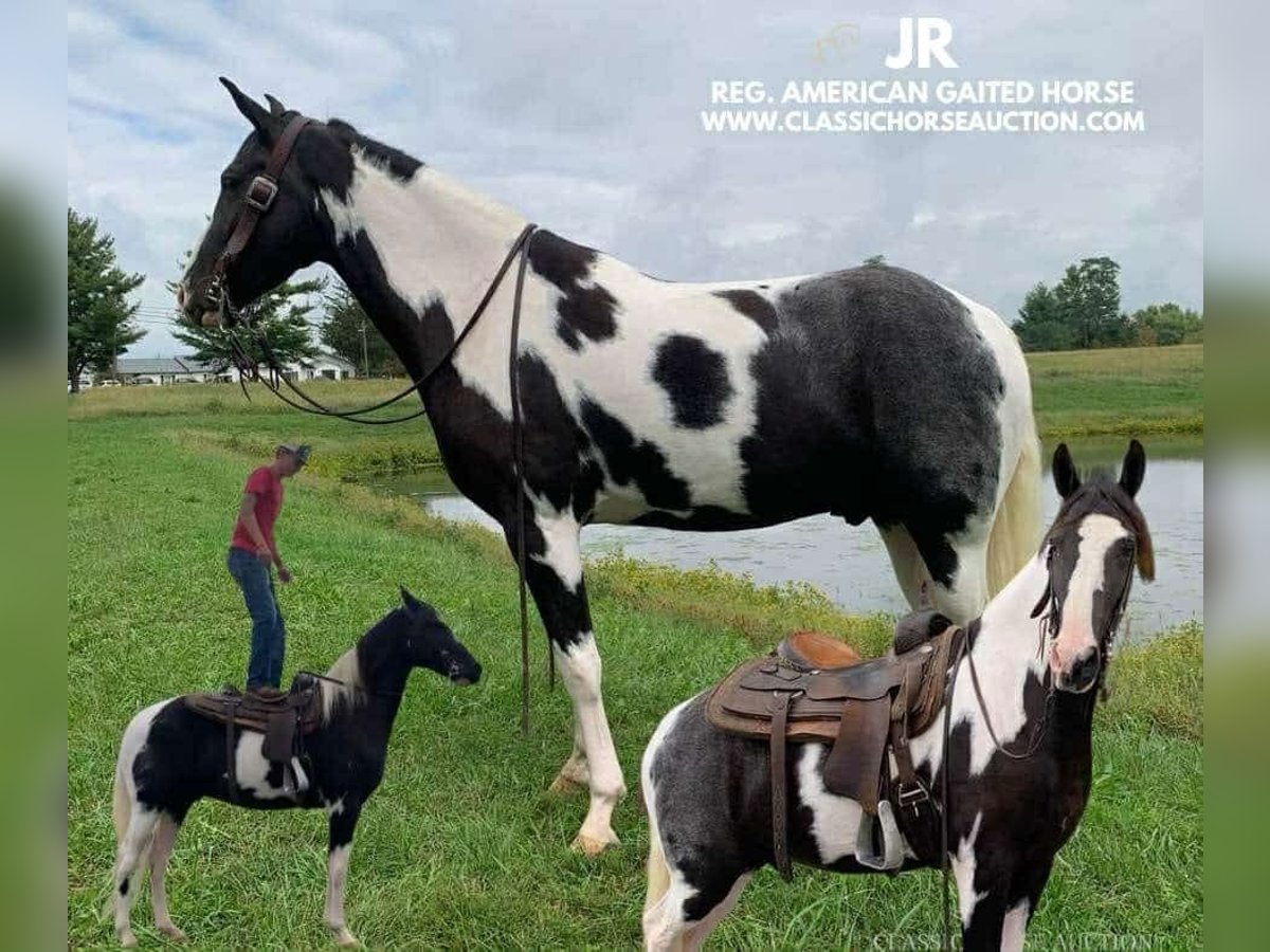 Tennessee walking horse Gelding 5 years 15 hh Tobiano-all-colors in Blaine, KY