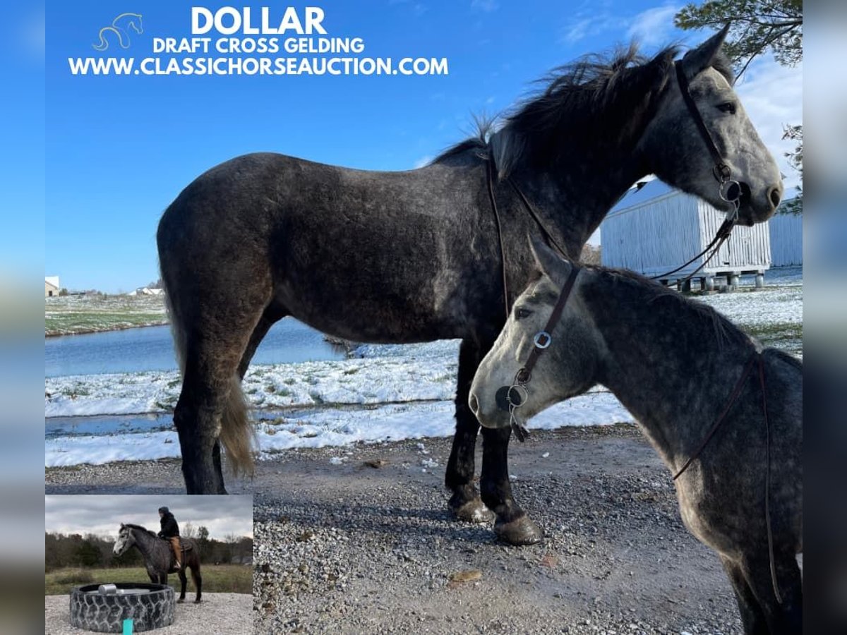 Tennessee walking horse Gelding 5 years 16 hh Grey in Lawrenceburg