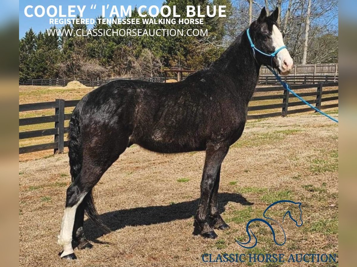 Tennessee walking horse Gelding 6 years 15 hh Black in Otis Orchards, WA