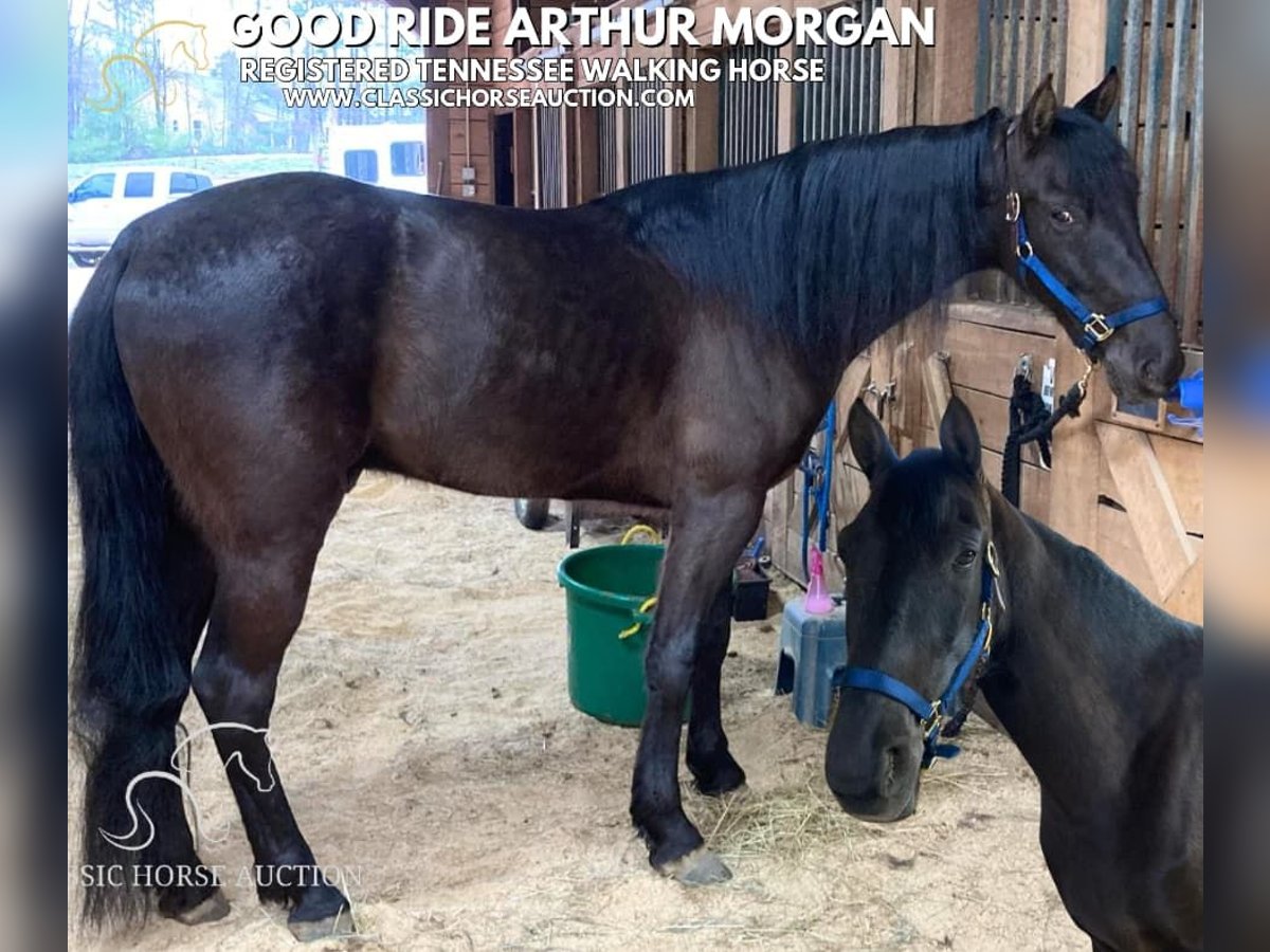 Tennessee walking horse Gelding 6 years 15 hh in Kannapolis, NC