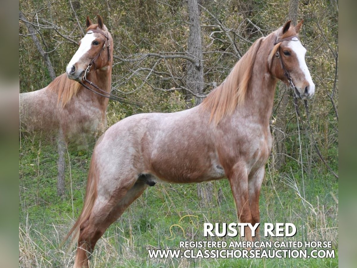 Tennessee walking horse Gelding 6 years 15 hh in Hustonville, ky