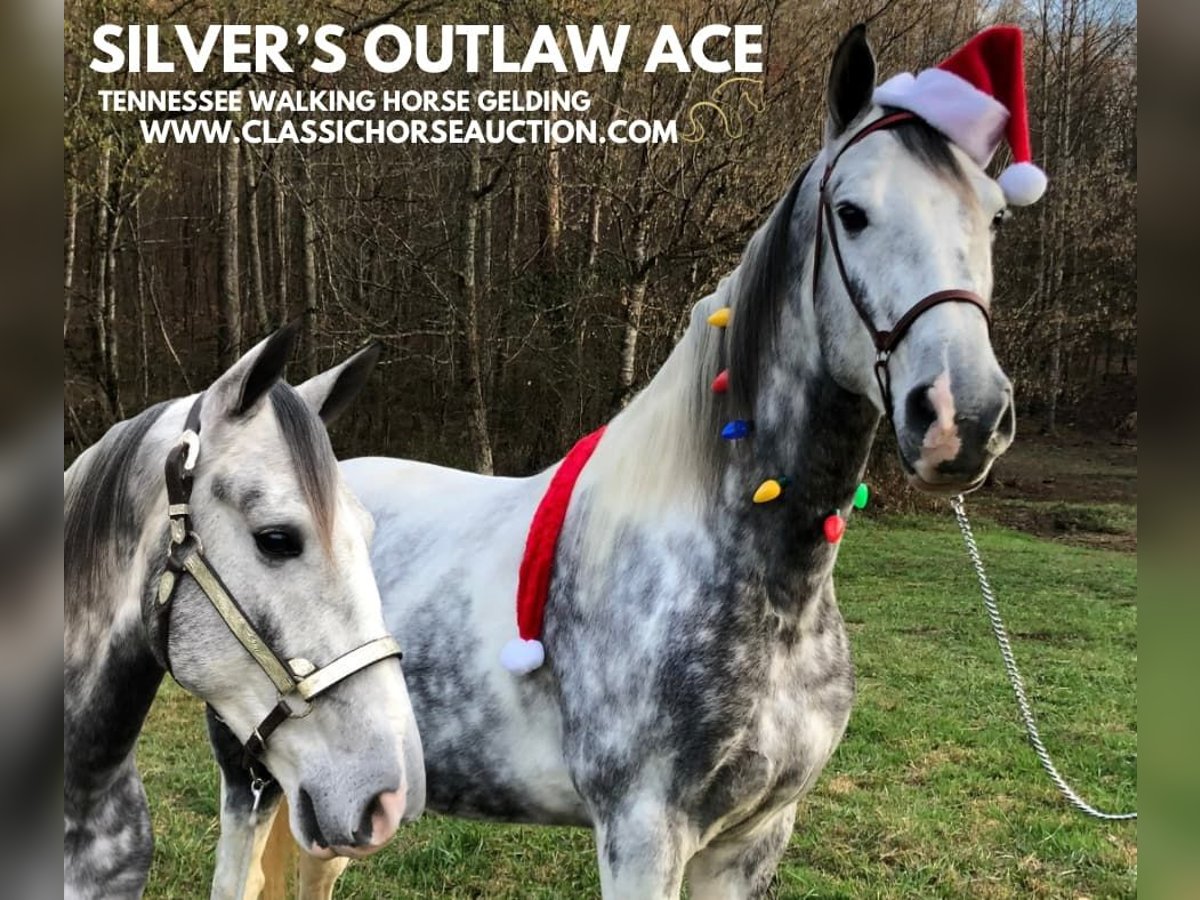 Tennessee walking horse Gelding 6 years 15 hh Gray in Rockholds, KY