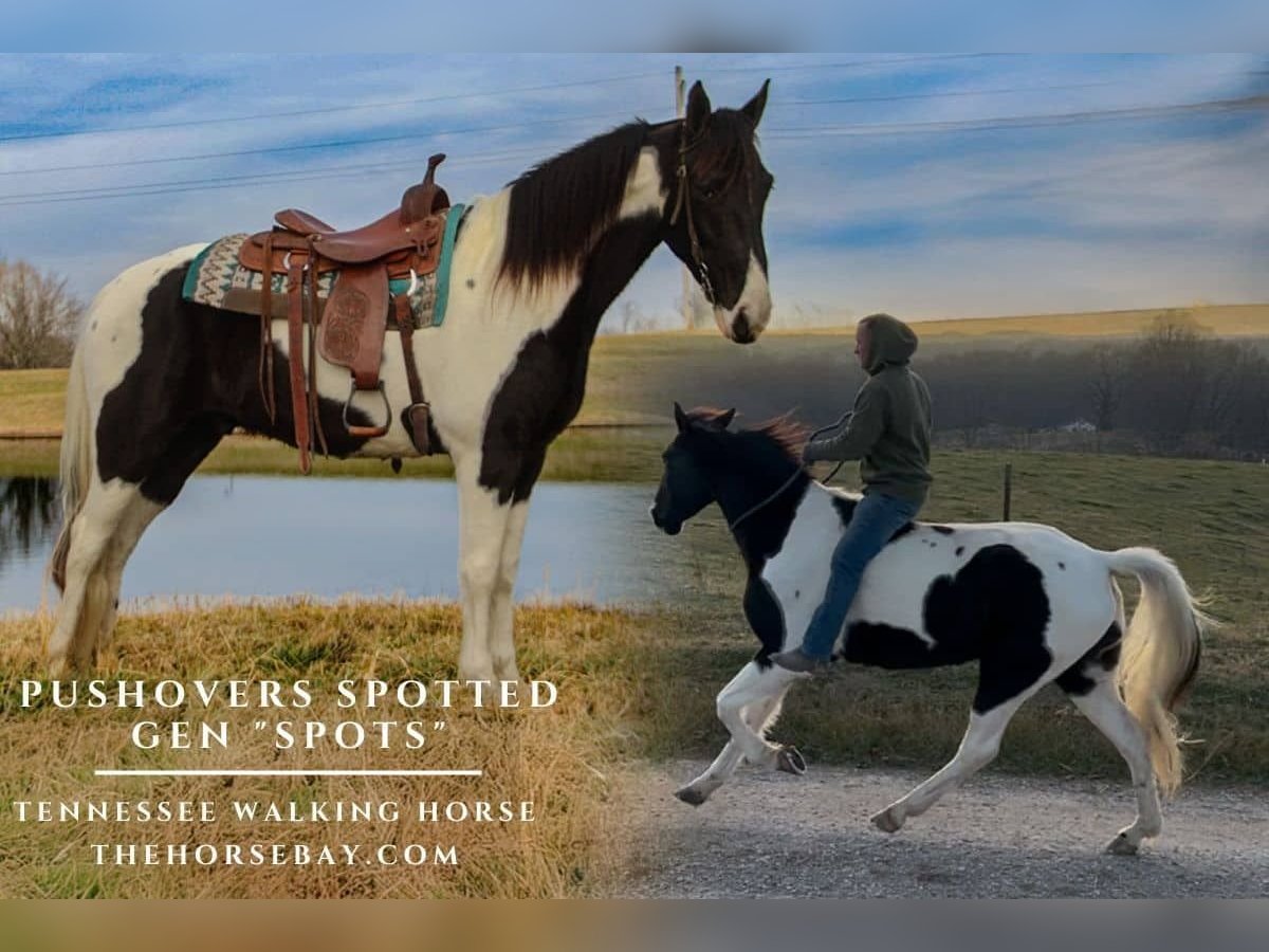 Tennessee walking horse Gelding 7 years 15,3 hh Tobiano-all-colors in Pine Knot, KY