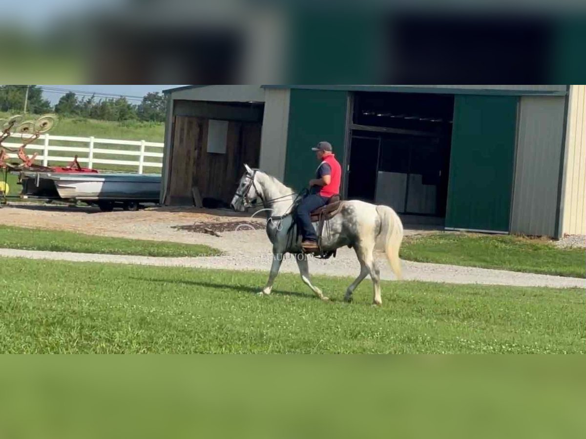 Tennessee walking horse Gelding 7 years 15 hh Gray in Lewisburg, TN