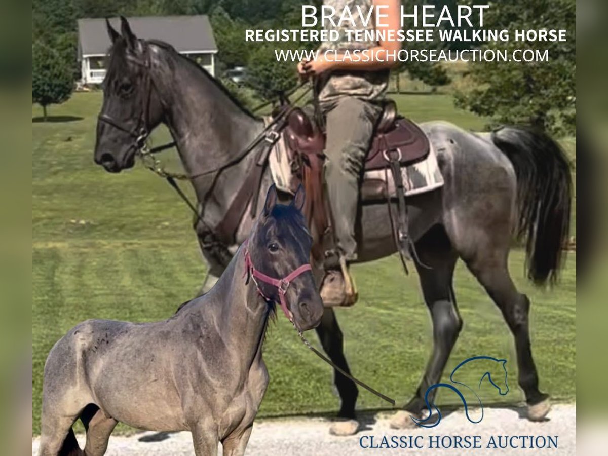 Tennessee walking horse Gelding 7 years 15 hh Roan-Blue in Gruetli Laager, TN