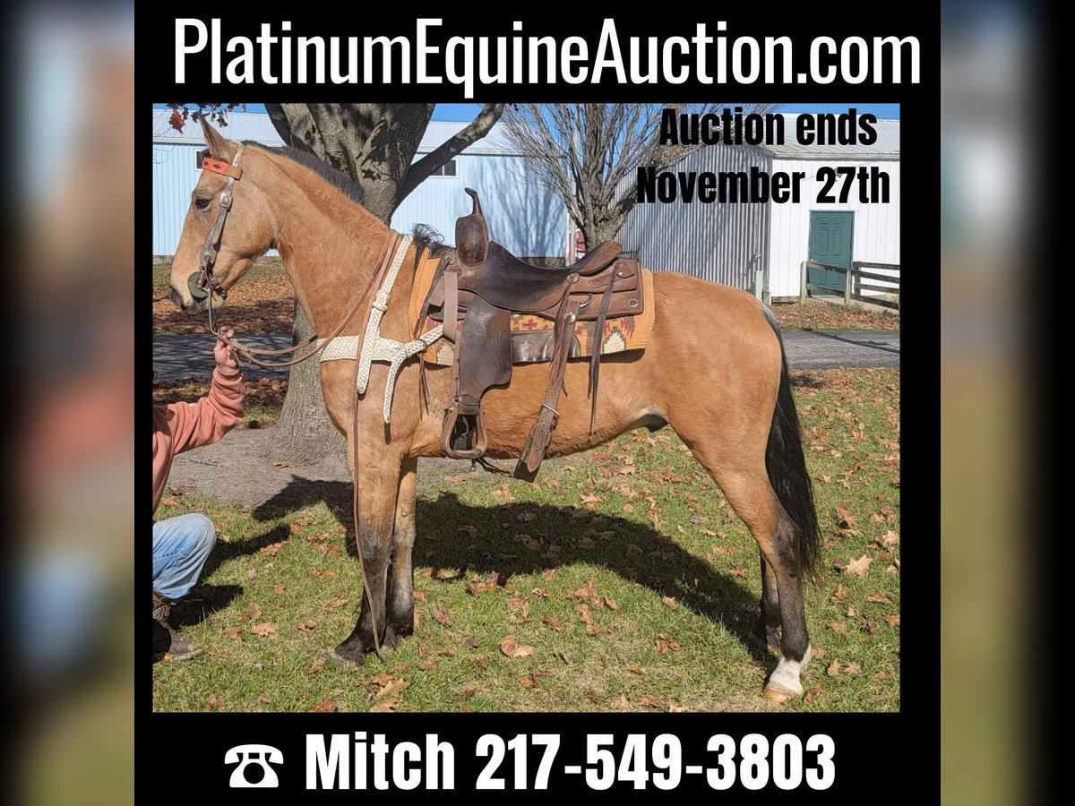 Tennessee walking horse Gelding 7 years 15,1 hh Buckskin in Charleston IL