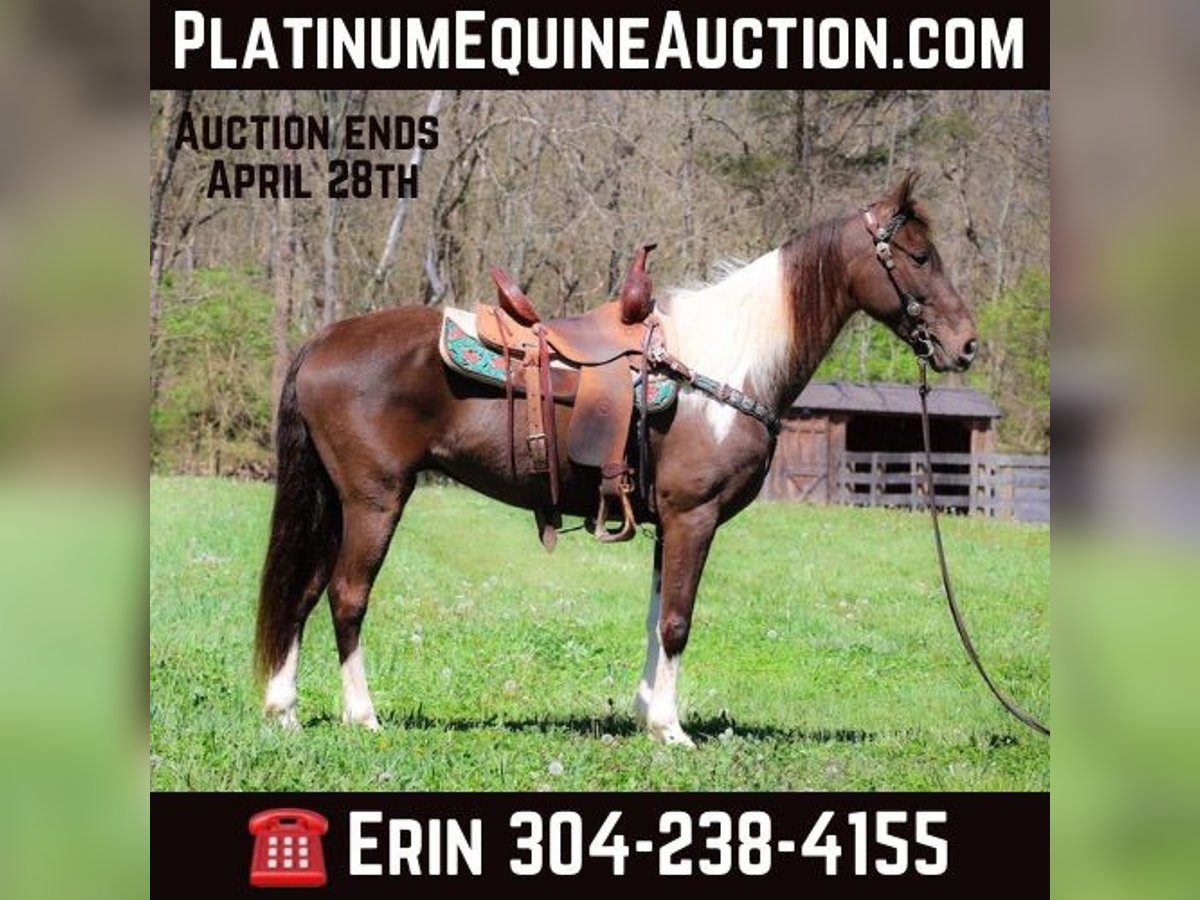 Tennessee walking horse Gelding 8 years 14,3 hh Tobiano-all-colors in Flemingsburg KY