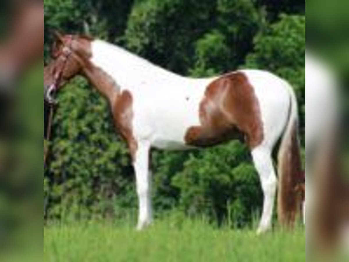 Tennessee walking horse Gelding 8 years 15 hh Tobiano-all-colors in Tennessee