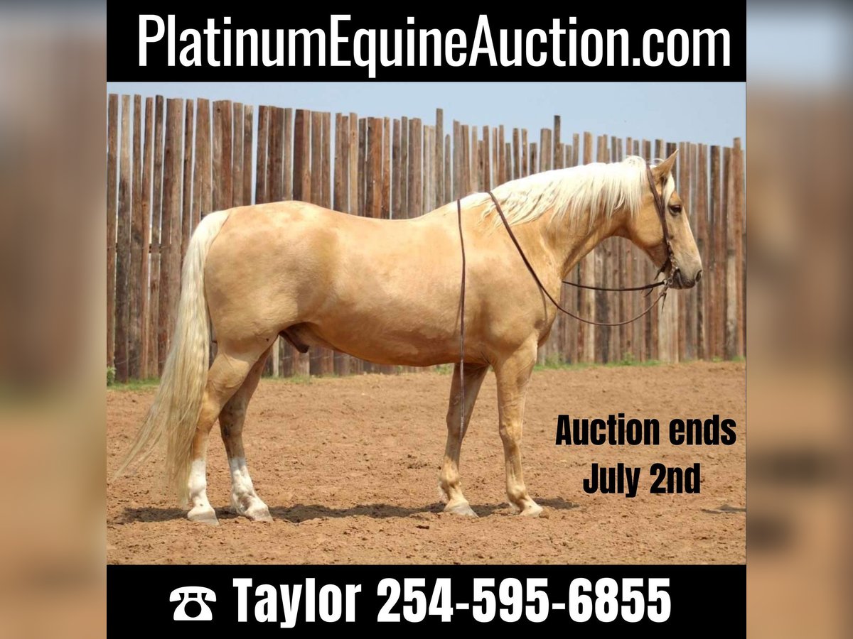 Tennessee walking horse Gelding 9 years 15,2 hh Palomino in Morgan Mill TX