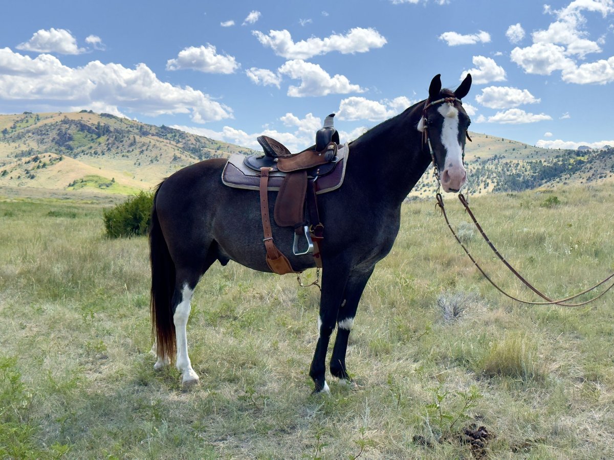 Tennessee walking horse Gelding 9 years 15 hh Sabino in Norris