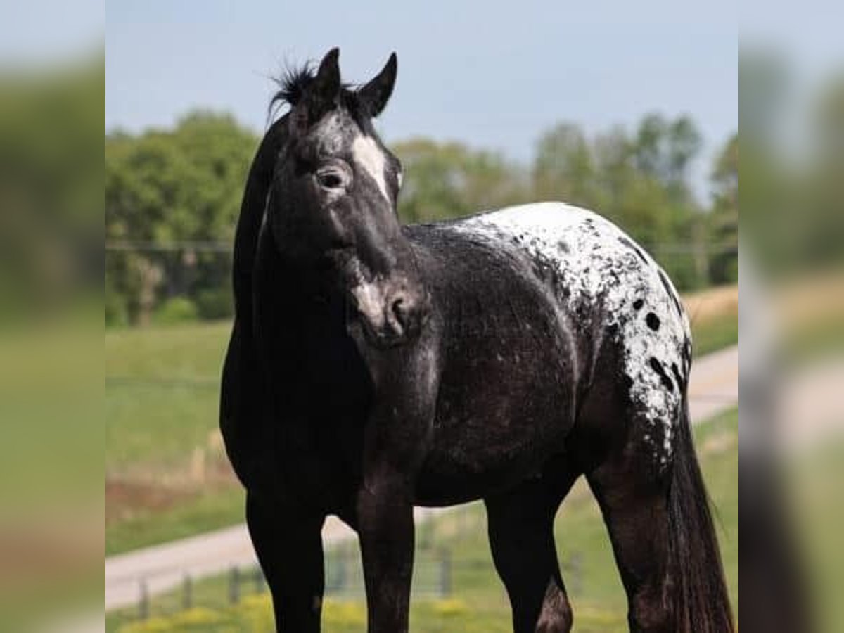 Tennessee walking horse Mix Gelding 9 years 15,1 hh Black in Los Angeles, California