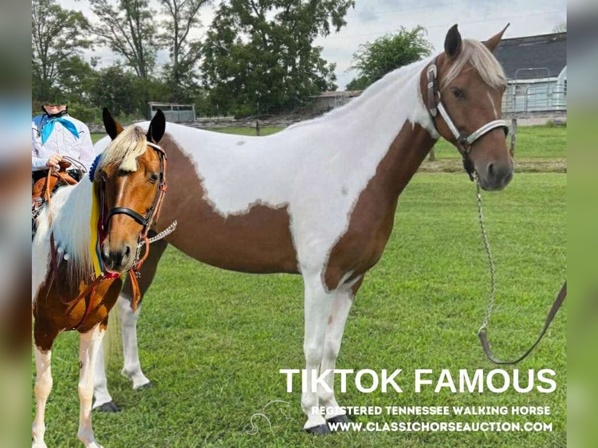 Tennessee Walking Horse Giumenta 10 Anni 132 cm Tobiano-tutti i colori in Shelbyville, tn