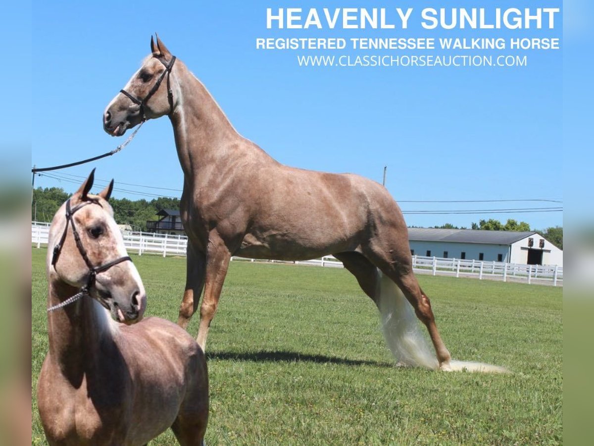 Tennessee Walking Horse Giumenta 10 Anni 152 cm Sauro scuro in Lewisburg, TN