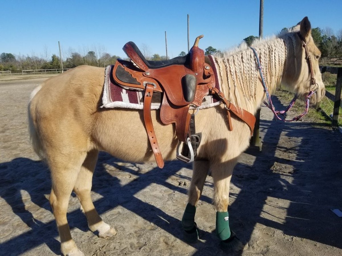 Tennessee Walking Horse Giumenta 11 Anni 142 cm Palomino in Virginia Beach