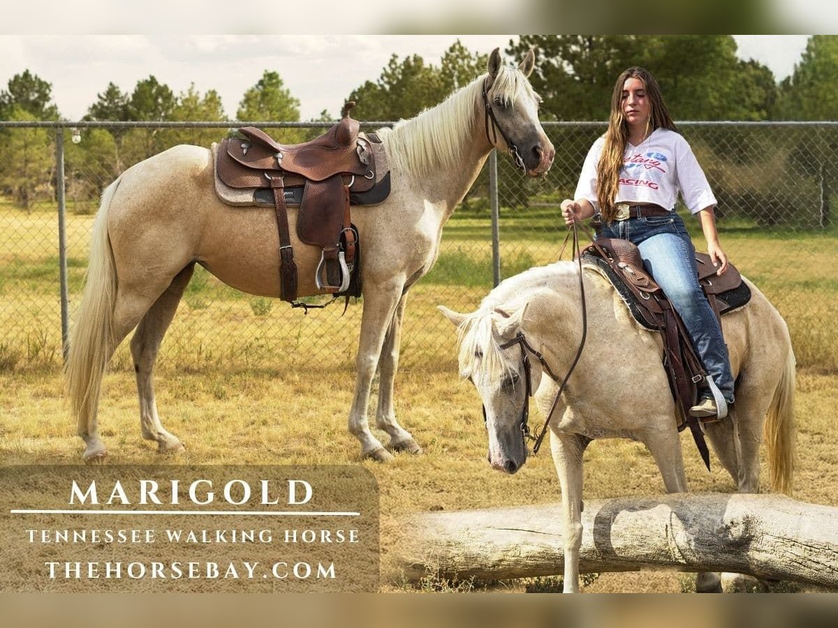 Tennessee Walking Horse Giumenta 11 Anni 152 cm Palomino in Aurora, CO