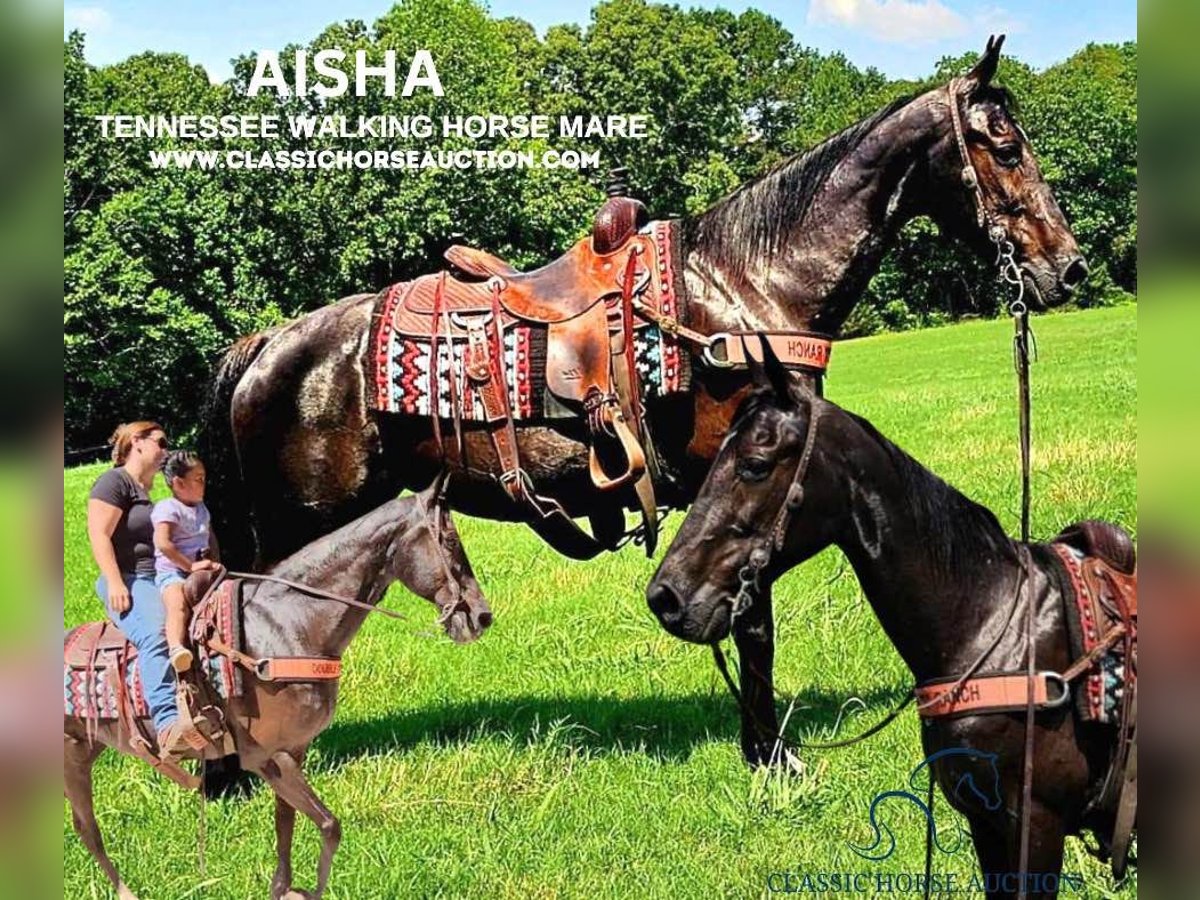 Tennessee Walking Horse Giumenta 14 Anni 152 cm Morello in Otis Orchards, WA