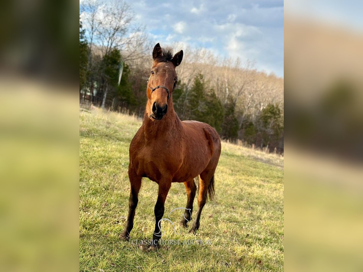 Tennessee Walking Horse Giumenta 15 Anni 152 cm in Park Hills, MO