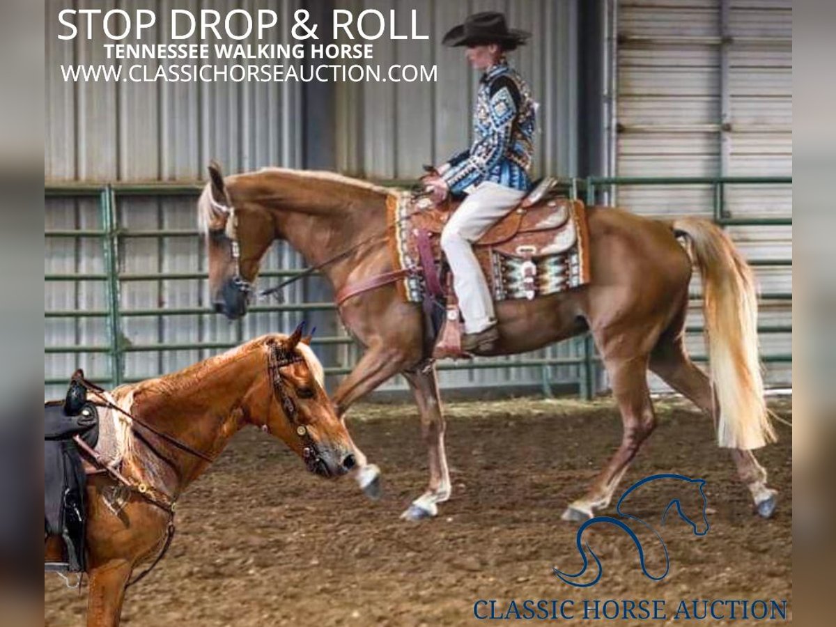 Tennessee Walking Horse Giumenta 17 Anni 142 cm Sauro ciliegia in Fort Pierce, FLORDIA