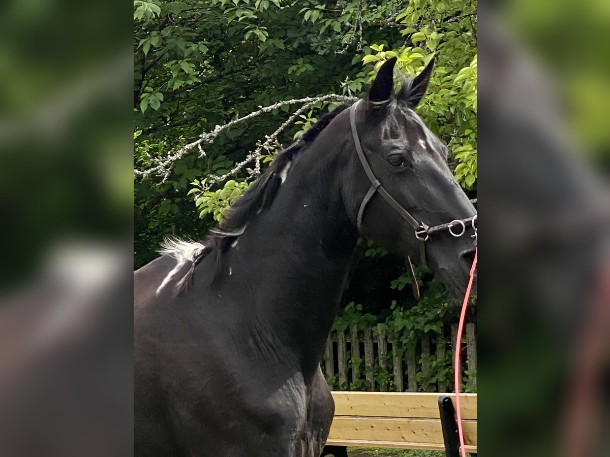 Tennessee Walking Horse Giumenta 18 Anni 150 cm Pezzato in Pocking Tennessee Walking Horse Giumenta 18 Anni 150 cm Pezzato in Pocking