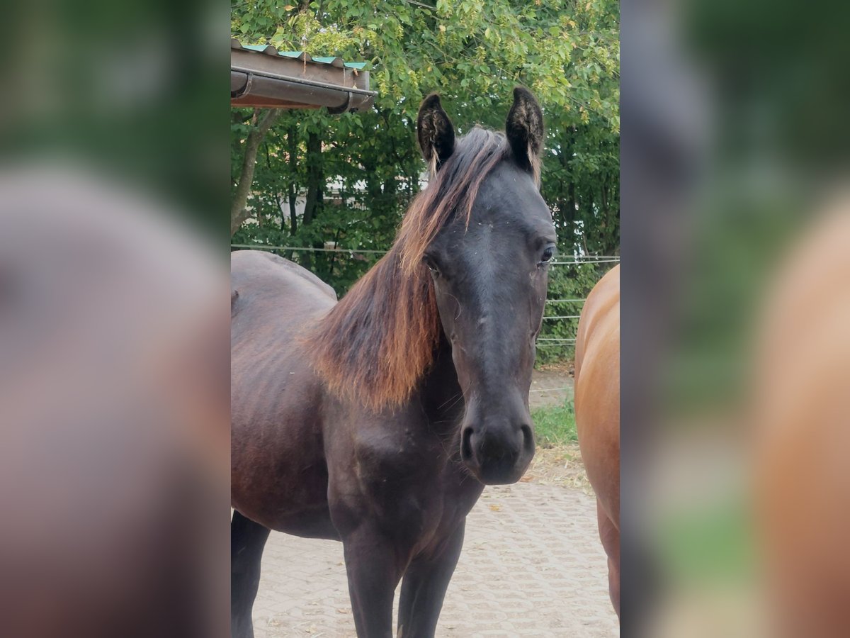 Tennessee Walking Horse Giumenta 1 Anno 158 cm Morello in Hille Tennessee Walking Horse Giumenta 1 Anno 158 cm Morello in Hille