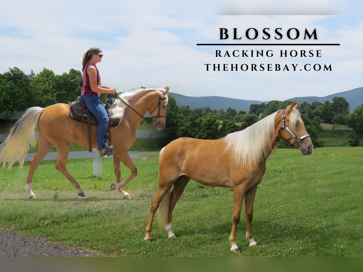 Tennessee Walking Horse Giumenta 2 Anni 157 cm Palomino in Alpha, KY