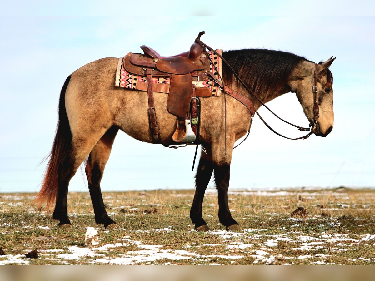Tennessee Walking Horse Giumenta 6 Anni Pelle di daino in Rebersburg