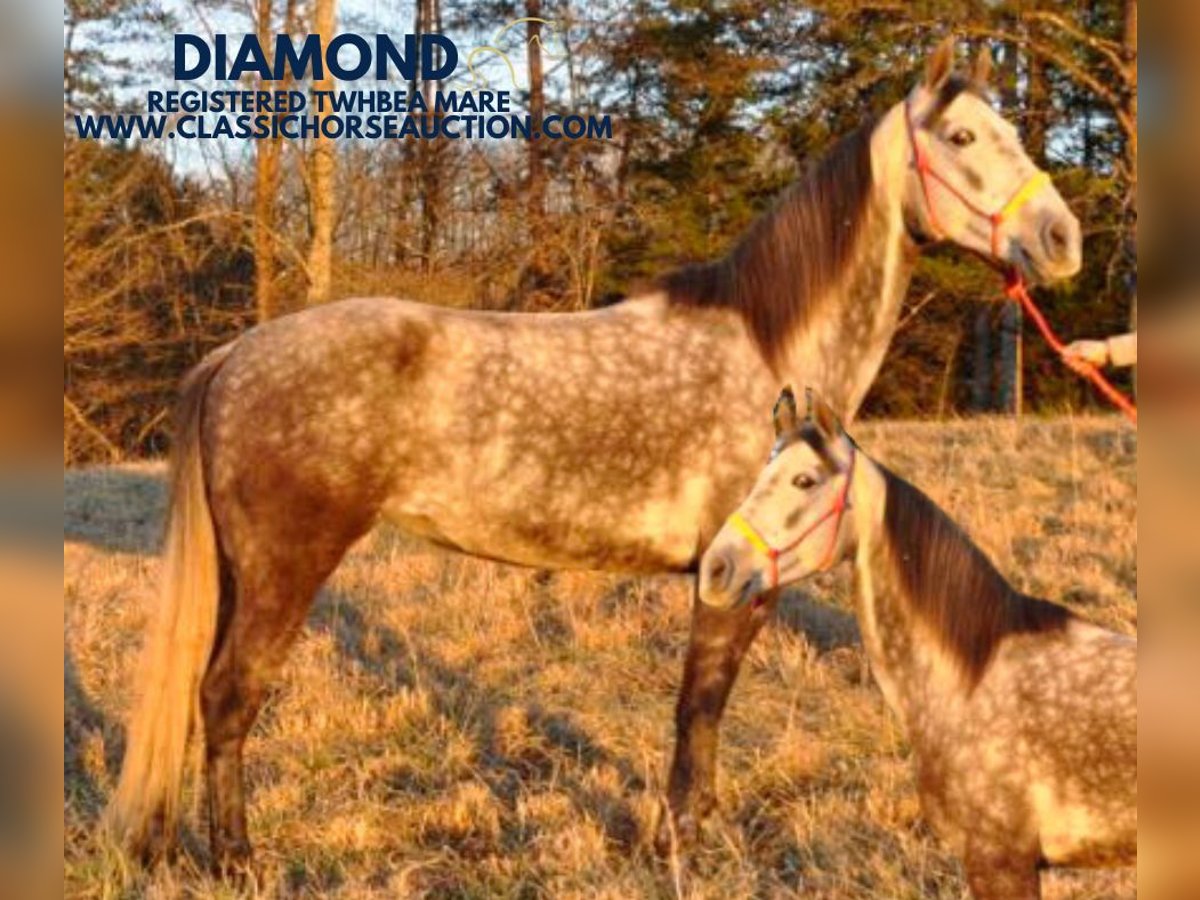 Tennessee Walking Horse Giumenta 9 Anni 152 cm Baio ciliegia in Barbourville, KY