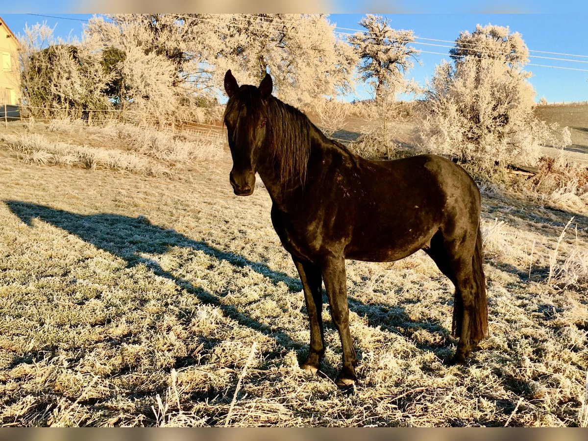 Tennessee Walking Horse Hengst Rappe in Le mayet de montagne