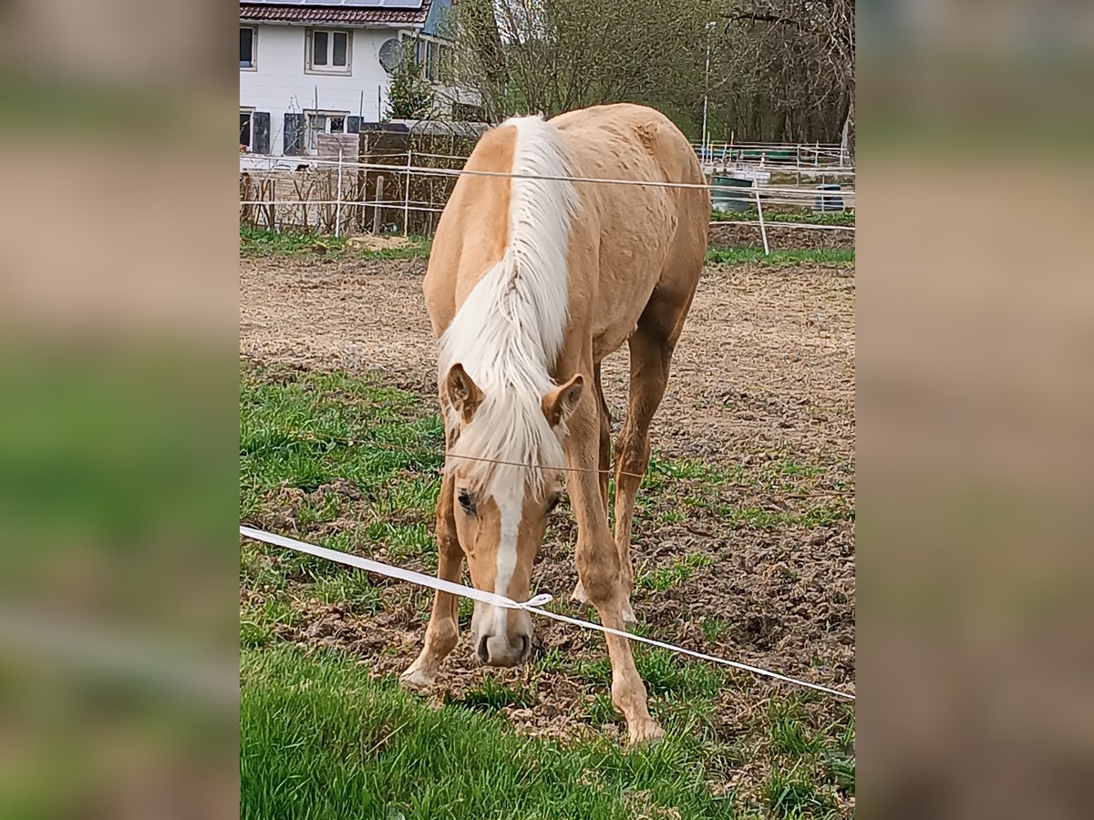 Tennessee Walking Horse Hingst 1 år 145 cm Palomino in Leutkirch im Allgäu