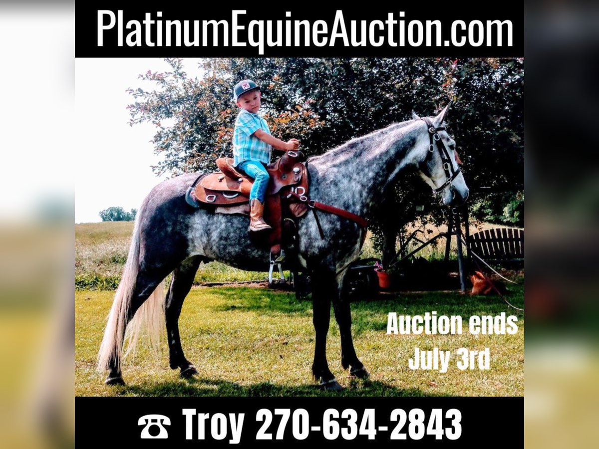 Tennessee walking horse Hongre 10 Ans 152 cm Gris in Columbia KY