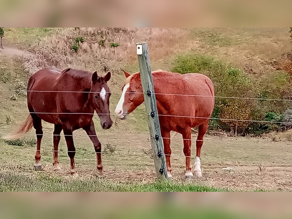 Tennessee walking horse Hongre 11 Ans 142 cm Alezan cuivré in Leon