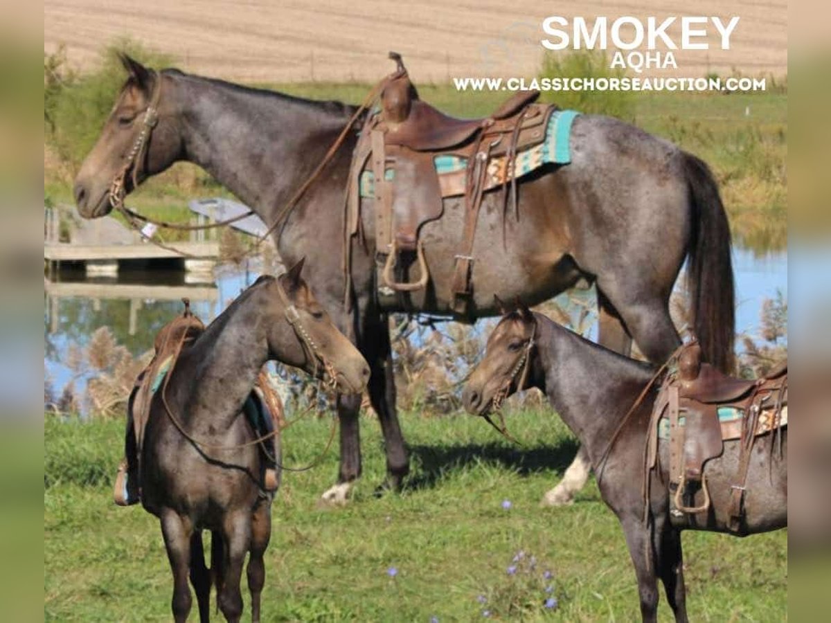 Tennessee walking horse Hongre 12 Ans 152 cm Buckskin in Charleston, KY