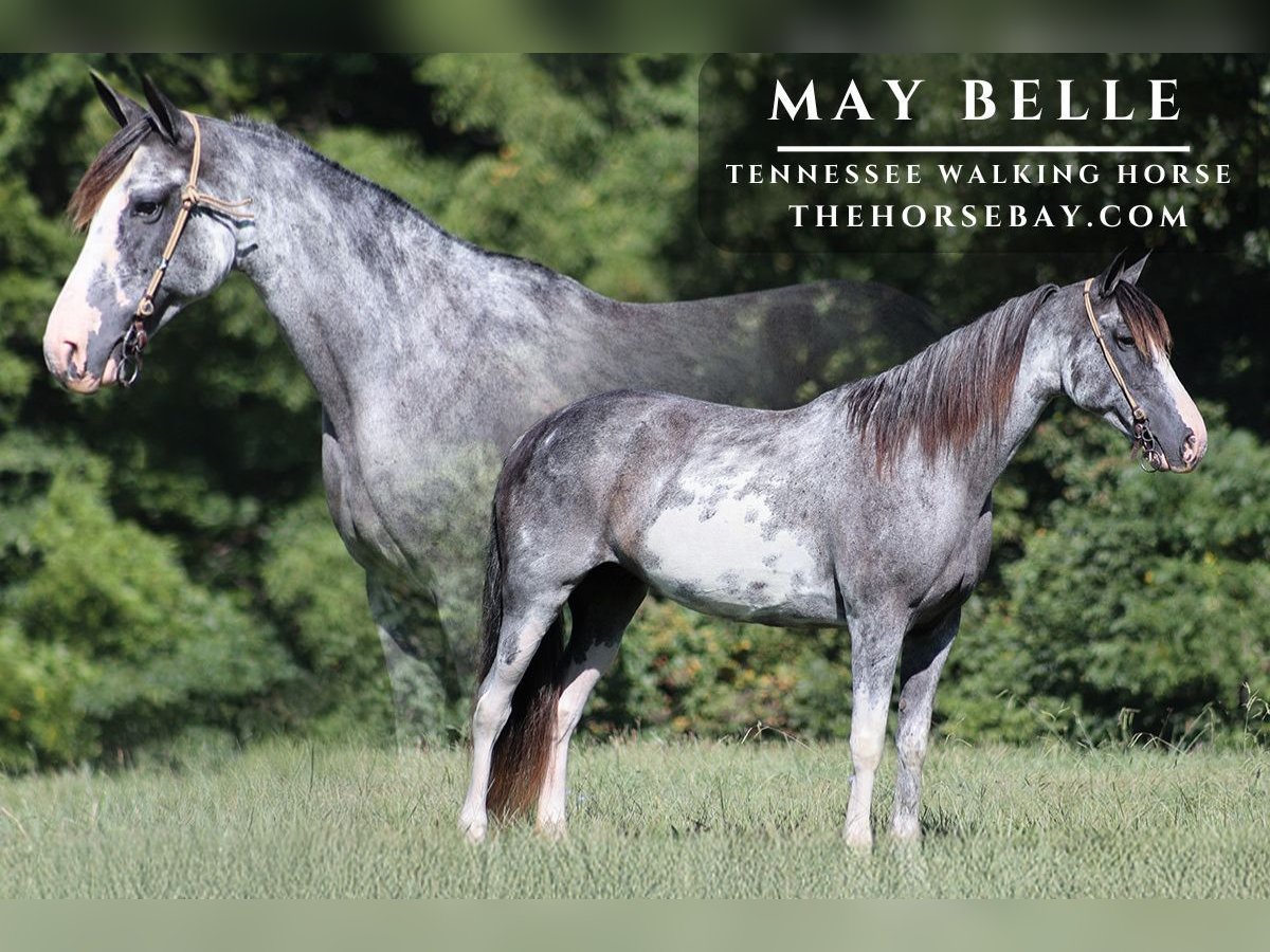 Tennessee walking horse Hongre 12 Ans 152 cm Sabino in Parkers Lake, KY