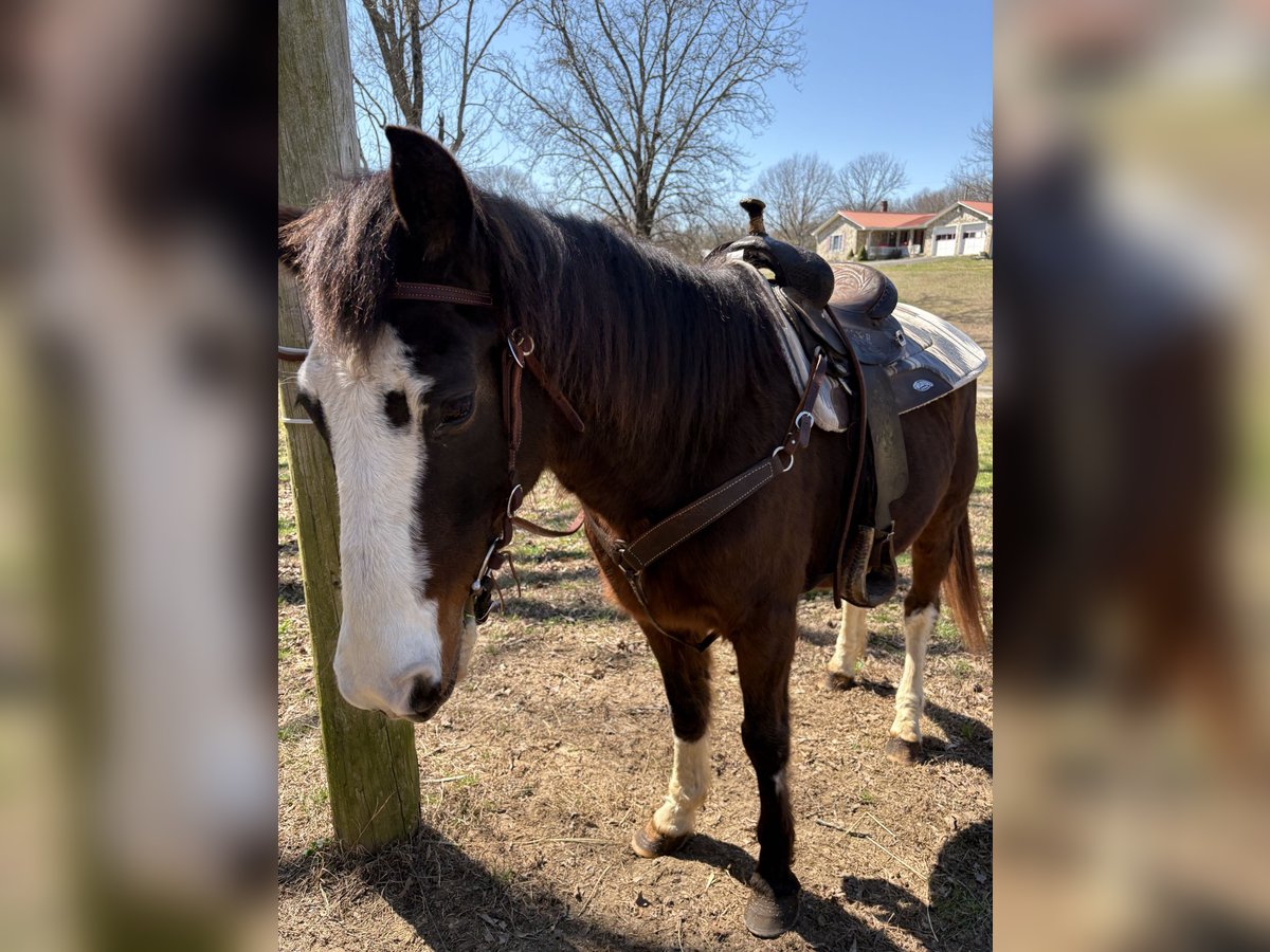 Tennessee walking horse Croisé Hongre 15 Ans 150 cm Bai brun in Whitwell